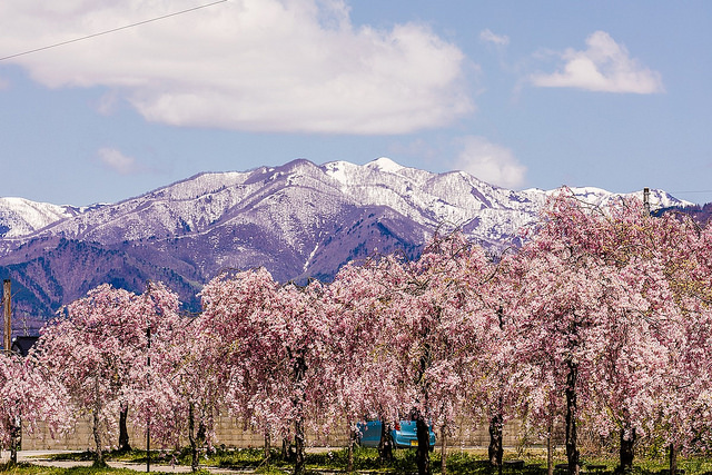 東北十大賞櫻景點：喜多方枝垂櫻花瀑布隧道_img_43